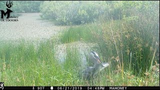 Blue Heron eats a nice bass!! TRAIL CAMERA VIDEO