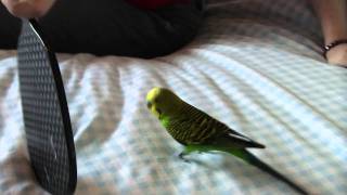 Budgie loves mirror- follows himself