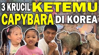 SUPER SERU‼️ KASIH MAKAN & MAIN SAMA HEWAN DI KOREA| THE ONSU FAMILY