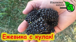 Кто любит ежевику? ЕЖЕВИКА ВЫРАСТЕТ С КУЛАК! Все секреты ежевики: сорта, посадка, уход, болезни.