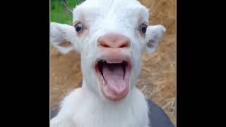 goat video clip || goat crying || hungry || beautiful goat || #shorts #cute #goat  @animalshome467