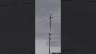 Military helicopters flying perfectly