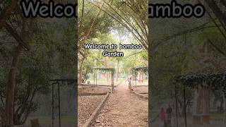 Bamboo Forest 🎋 #shorts #bamboo #forest #garden #wow #youtubeshorts