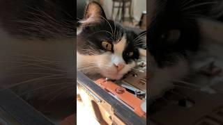 ASMR Charlie's cat's love for the accordion/любовь Чарли к аккордеону. загружать ещё видео с ним?