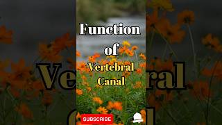 What is the function of Vertebral Canal #shorts #facts #biology