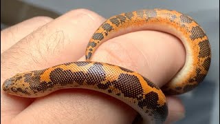 Vanishing pattern line Kenyan sand boas!