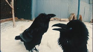 Большие храбрые вороны | Big brave crows | 大きな勇敢なカラス