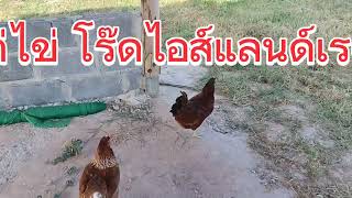 เลี้ยงไก่ไข่สายพันธุ์โร๊ดไอส์แลนด์เรด แบบไม่ต้องให้อาหารเม็ด #ธนสารฟาร์ม #คนเลี้ยงหมู #เรื่องหมูๆ