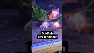 Goldfish dive for food #aquarium #animals #shorts