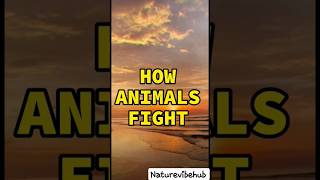 HOW ANIMALS FIGHT 😲🙄#SHORTS