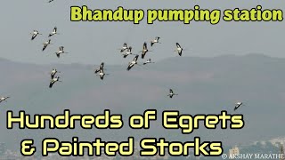 Huge flock of Painted storks & egrets near Bhandup Pumping station