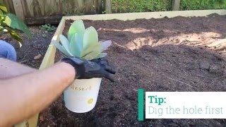 How to Plant Desert Escape Cacti and Succulents - Costa Farms