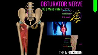 OBTURATOR NERVE ANATOMY