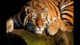 National geographic - Tigers Big Cats Fighting for Survival - BBC wildlife Animal Documentary