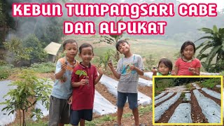 KEBUN TUMPANG SARI CABE DAN ALPUKAT