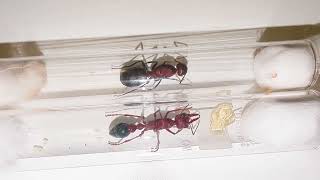 Camponotus angusticollis (China) vs Myrmecia brevinoda (Australia) 30.06.2024