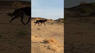 Wolfdogadventure - Morocco - Running Black 🐺 #wolfdogadventure #wolfdog #shorts #wolf #morocco