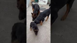 Omg😱 Just missed puppy🚨🥵‼️junior beware #rottweiler #doglover #shortvideo #viralvideo