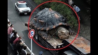 Strange but true...Exceptionally Large Animals That Really Do Exist - PART II