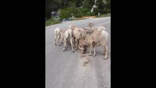 Mountain goats Canada amazing!!