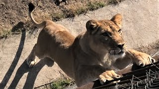 Супер! У Аслана целый прайд! Храбрый заслужил! Super! Aslan has a whole lot of pride! Brave deserves