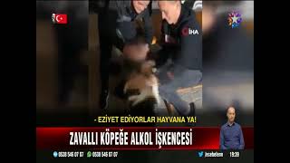 Bursa'da köpeğe içki içirdiler