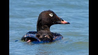 WHITE-WINGED SCOTERS