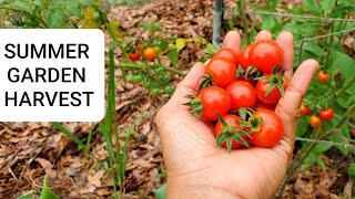 Early summer garden harvest - Picking abundant vegetables