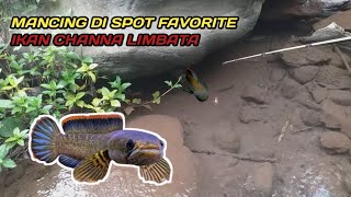 Spot favorit ikan channa limbata || mancing channa limbata #channalimbata