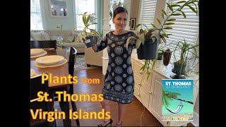 Plants from St  Thomas Virgin Islands