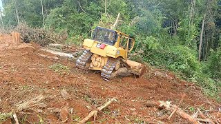 Efficient Steps for Palm Oil Land Clearing Use of D6R XL Bulldozer