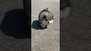 he wants hugs , food and love |  walking with tiny legs | cute puppy | pets world | shorts