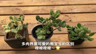 多肉植物之熊童子白熊黄熊的区别-多肉界"熊宝宝"萌宠比拼