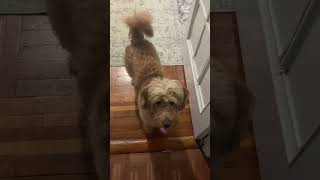 Baxter gets his treats