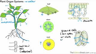 Transport in Plants for AQA 9-1 GCSE Biology and Trilogy (Combined Science)