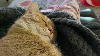 Peaceful Cat Snores and Purrs