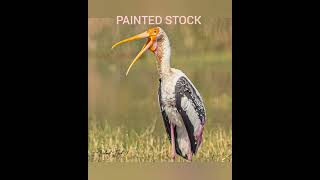 PAINTED STOCK | BIRDS OF GUJARAT #paintedstock #birdphotographersofindia #waterbirds #pariejlake