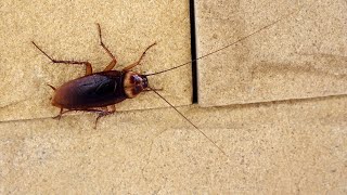 THE SOUNDS AND CRACKLE OF A COCKROACH