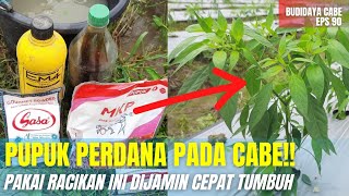 PEMUPUKAN PERDANA CABE AGAR CEPAT TUMBUH DAN BERBUNGA ❗️