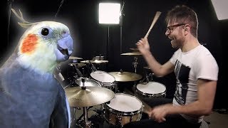 Vadrum Meets Birb Dominic: Screm Song! (Drums & Bird Video)