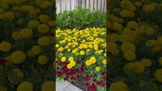 Amazing Flowers Garden 💐🌻🌸🌹🌺🌷🪻#Beautiful Status Video #Viral#trending #Shorts#ytshorts#