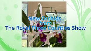 New orchids from Malvern