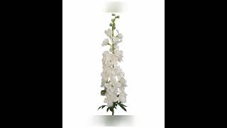 Premium Silk Flower Delphinium White  37 Long 13 Flowers 10 Buds  Filler Artificial Flower Spike