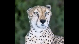 Incredible sighting of a Cheetah at Lentorre waterhole