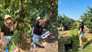 Cherry picking at Sun Valley Farm in Ontario Canada.