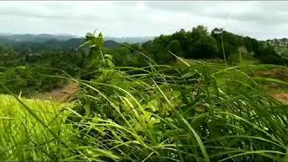 BUWUN MAS SEKOTONG LOMBOK BARAT