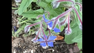 La Bourrache officinale ou Borago officinalis les butineurs se l'arrachent