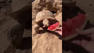 Did you know how much turtles love watermelons? #fypシ #animals #recommended