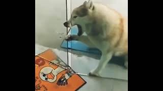 Dog error moment #dog #pets #animals #fyp #pet #funnyvideos #funny