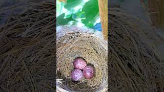 Bulbul's Eggs #Birds #Eggs #Bulbul